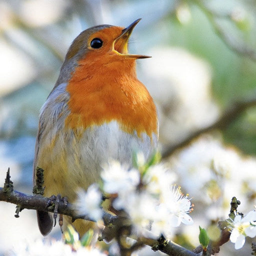 European Robin Card