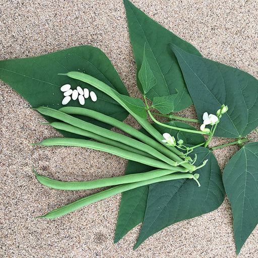 Climbing French Bean Python