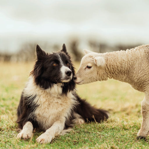 Border Collie And Lamb Card