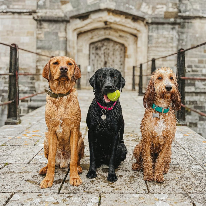 Labradors And Cockapoo Card