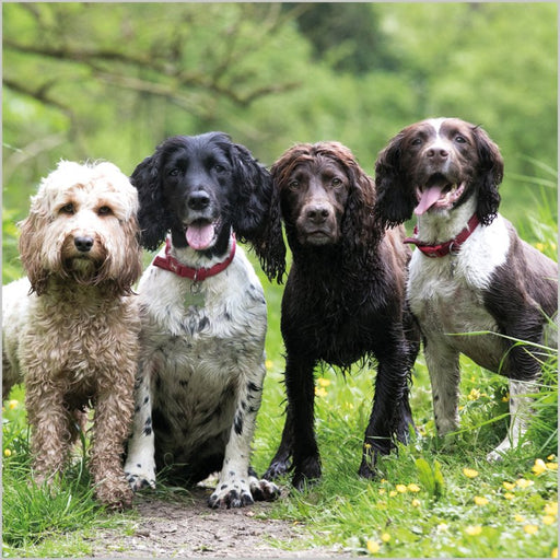 Cockapoo And Spaniels Card