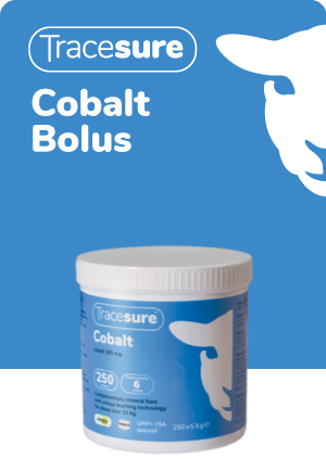 Animax Tracesure Cobalt Bolus 250pk