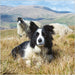 Border Collie & Swaledale Card