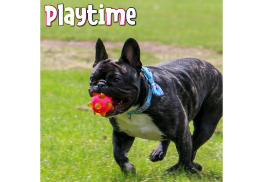 Ancol Flashing Star Ball