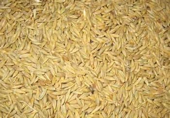 CAF Whole Barley 20kg